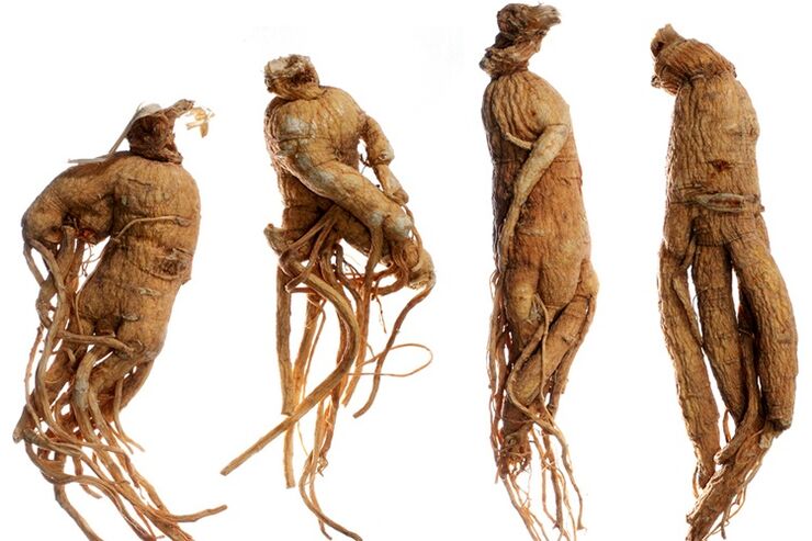 Penis büyütme için ginseng kökü